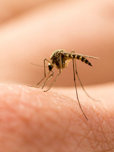 Myggen kan være svært irriterende.